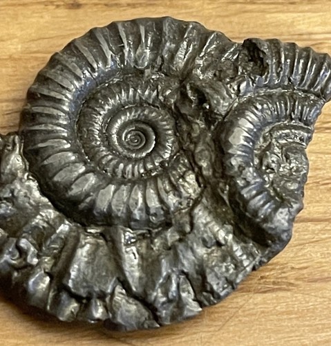 Golden pyrite ammonite - golden, fossil
