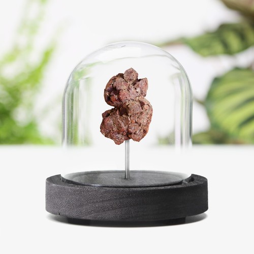 Dinosaur dung real poo fossil - dinosaur,