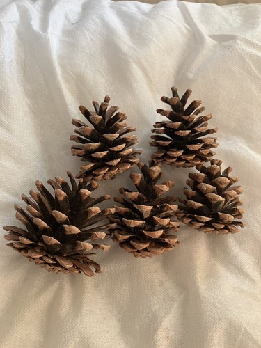 Extra large pine cone - , 2/3”