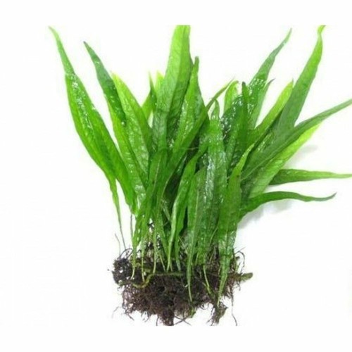Java fern aquarium live - java,
