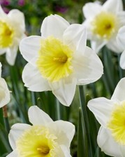 Ice Follies Daffodil Bulbs for