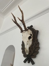 Antlers of a Roe Deer GH80