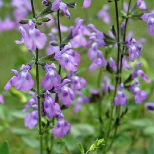 Salvia violin music plug - 3x,