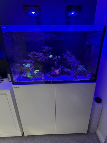 Red sea reefer - sea,
