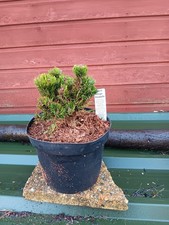 Pinus mugo Picobella in 5L pot