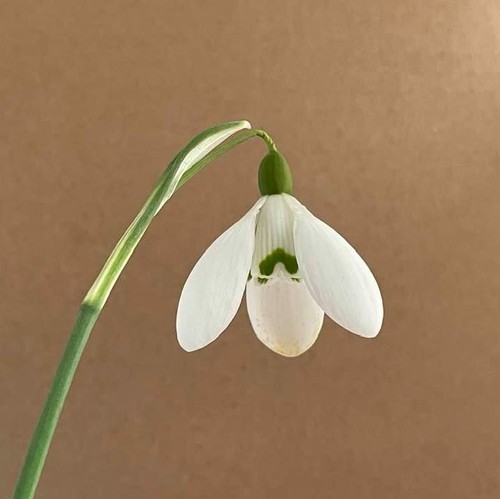 Galanthus arnott scented - galanthus,