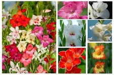 10 Dwarf Gladioli Mixture Bulbs Summer Gladiolus Flower Corms Garden Perennial
