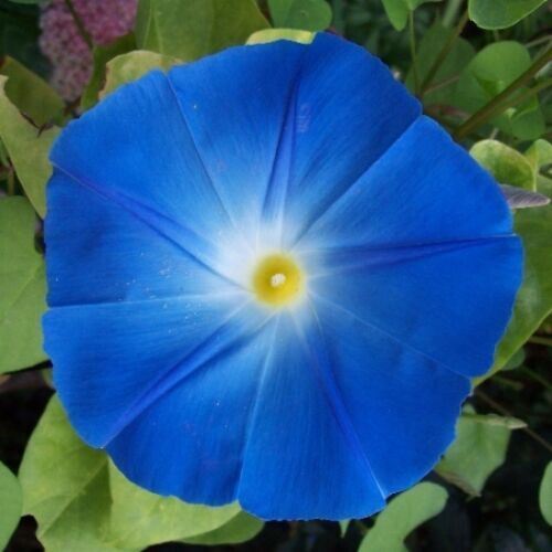 Heavenly blue morning glory - blue,