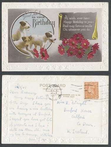 Fox terrier dog puppy puppies - terrier,