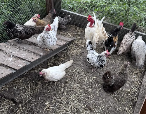 Kikiriki hatching eggs - kikiriki,