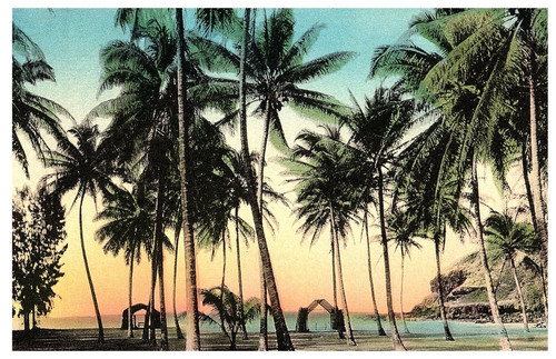 Coconut palms frames - coconut,