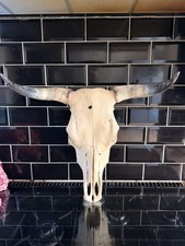 Real Bulls Skull Taxidermy 