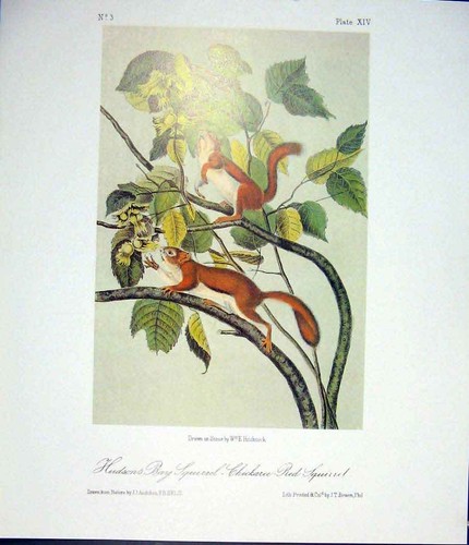 Original old antique print - antique, red