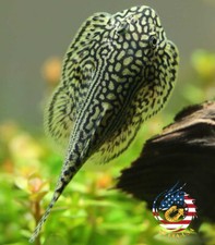 Pack striped butterfly - pack,