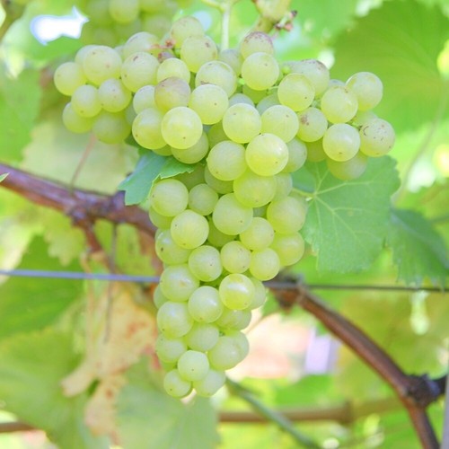 Grape vine - grape,
