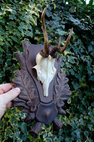 Roe deer trophy art decor - roe, decor,