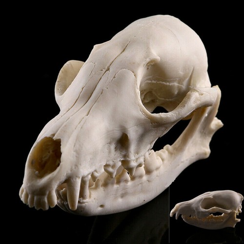 1pcs animal skull - 1pcs,