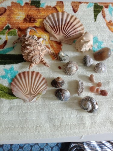 Assorted sea shells - assorted, scallop