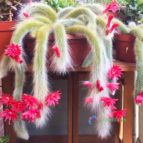 Seeds cleistocactus - 10,