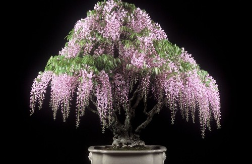 Pink wisteria bonsai tree - wisteria,