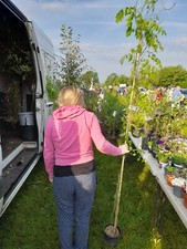 Wisteria Purple Flowering 180cm+ Macrobotrys Viola Chiaro Climbing Plant 