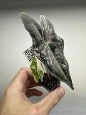 Alocasia Nobilis Pink variegata - very rare variegated Aroid Plant 11ANV05