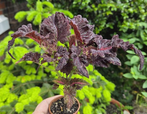 Coleus black dragon extra - coleus,