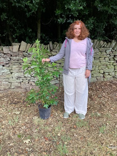 Liquidamber sweet gum - liquidamber,