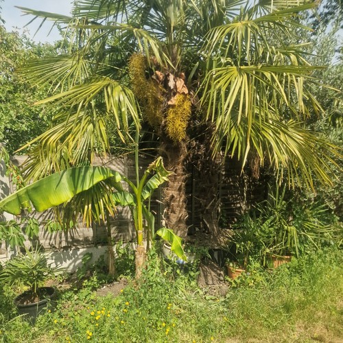 Very nice trachycarpus - very,