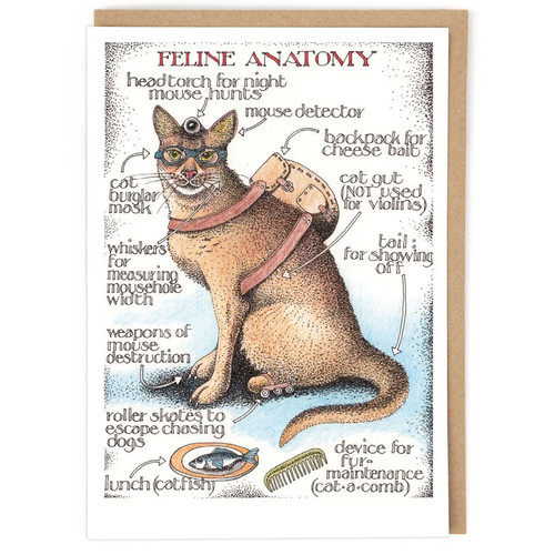 Feline anatomy blank art - anatomy,