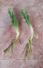 2PSC Pandanus amaryllifolius - Live rooted Plant from Sri Lanka