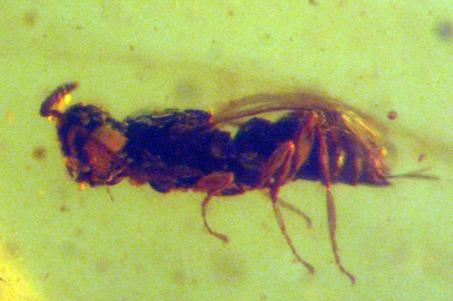 Cretaceous amber fossil - amber, w/
