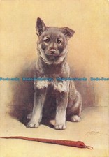 R163713 The Elkhound