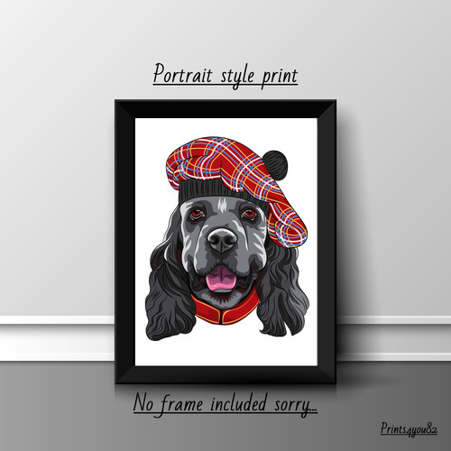 American cocker spaniel - american,