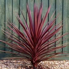 Cordyline torbay red - cordyline,