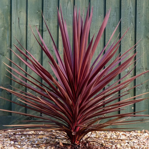 Cordyline torbay red cabbage - red,