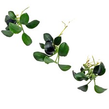 Anubias nana petite mini - x, 3