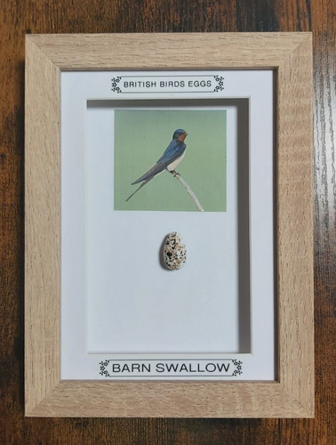 Framed british birds - framed,