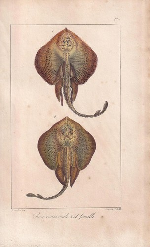 1834 stingray torpedo - 1834,