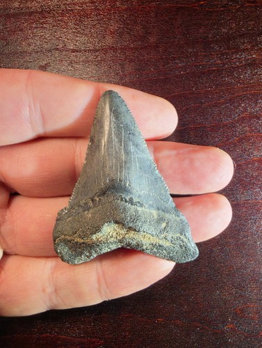 Wonderful fossil - wonderful, 2.46"