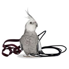 THE AVIATOR PARROT HARNESS &