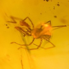 MITE & SPIDER in Burmese / Burmite amber fossil / 100% genuine amber 