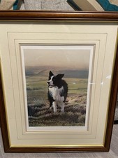 Steven Townsend Border Collie