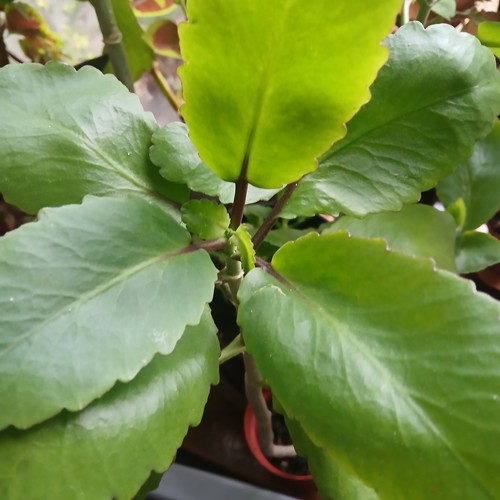 Leaf life miracle - miracle,