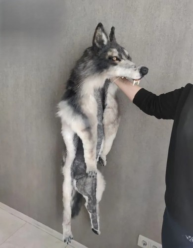 Fursuit handmade wolf - fursuit, cloak