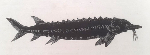 Sturgeon 1920s art deco - sturgeon, :