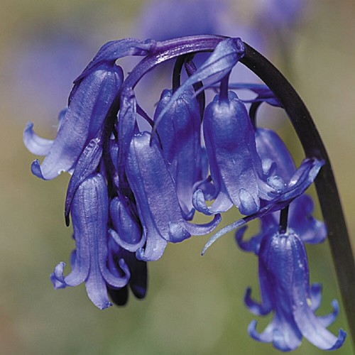 Wild flower bluebell kings - flower,