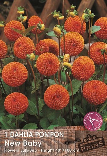 Dahlia bulb tuber ball - dahlia, bulb/tuber