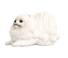 White Pomeranian Dog Animal