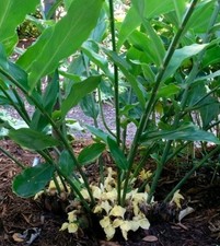 Zingiber Mioga Japanese Ginger 0.5litre Pot Hardy